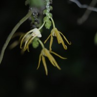 Thrixspermum walkeri Seidenf. & Ormerod